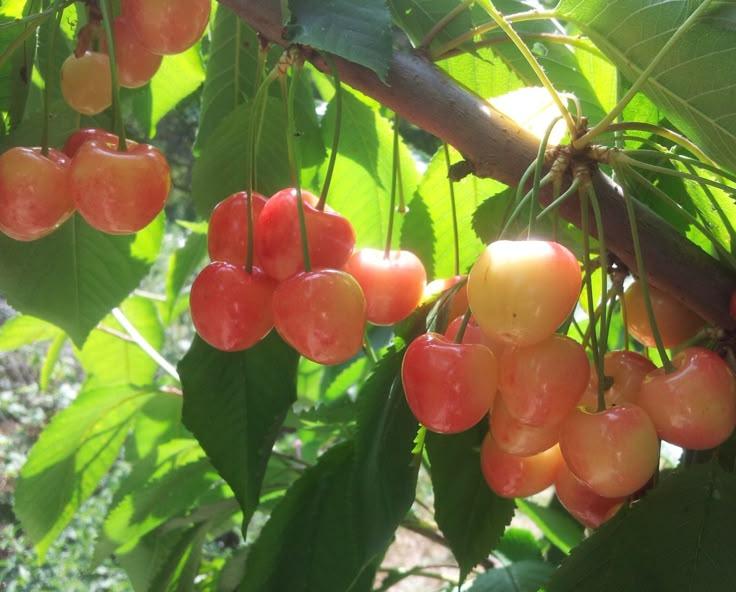 Garden Berry Fusion: Handpicked Farmers' Blend